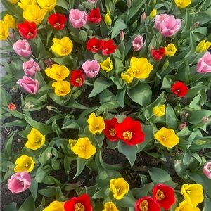 Meet your Posher, Star